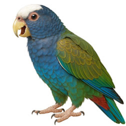 Pionus Parrots